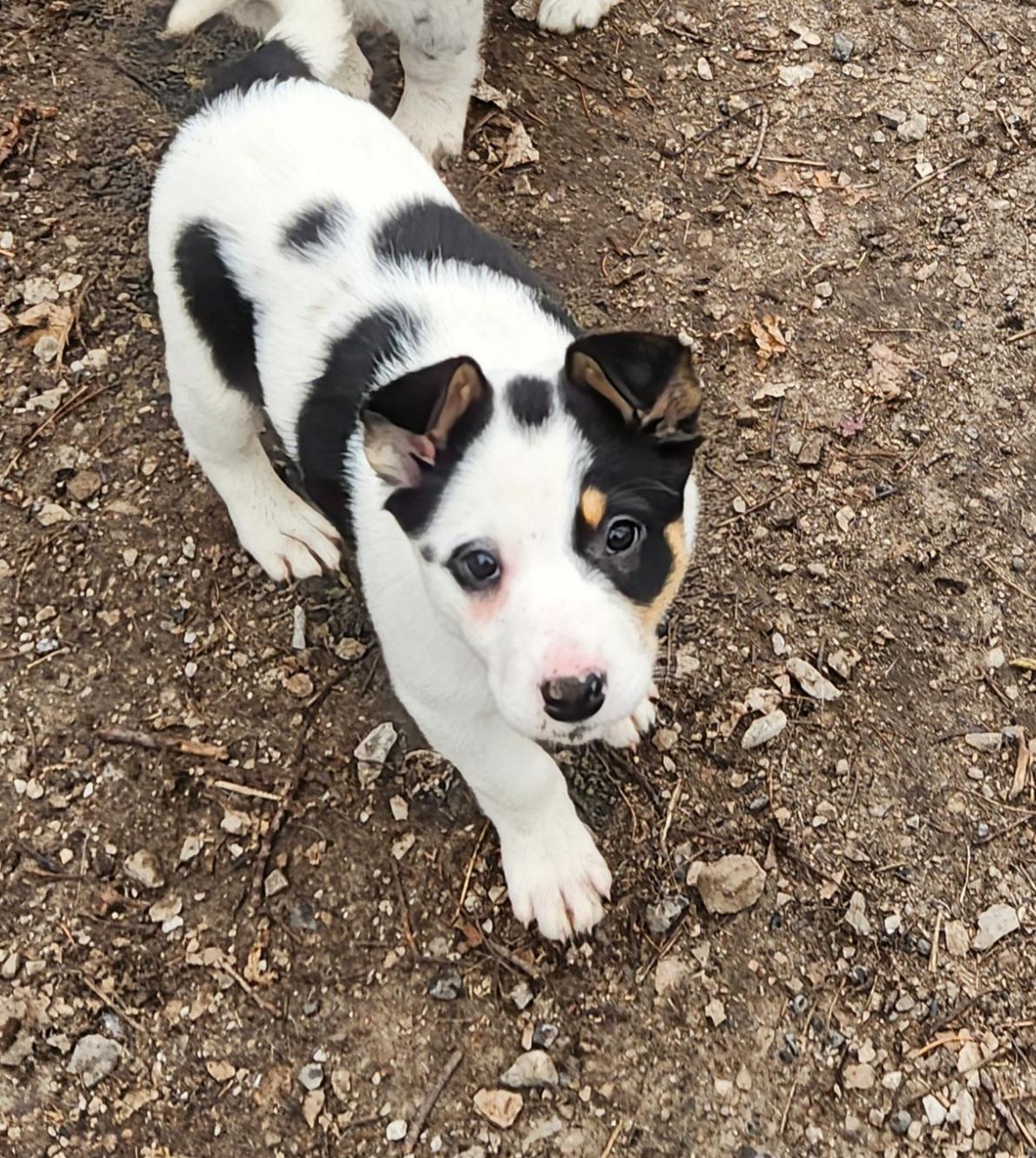 Enlarge Trixie, a ADOPTABLE mixed breed in Liberty Center, OH image 5/6