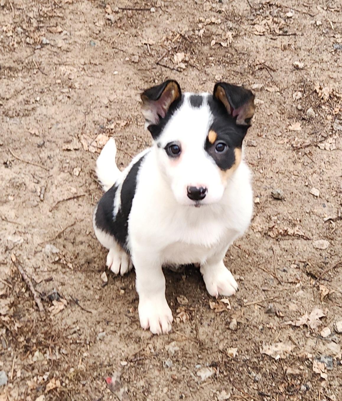 Enlarge Trixie, a ADOPTABLE mixed breed in Liberty Center, OH image 3/6