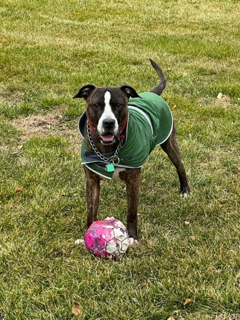 BREN, Adoptable, Adult Male Pit Bull Terrier & Boxer.