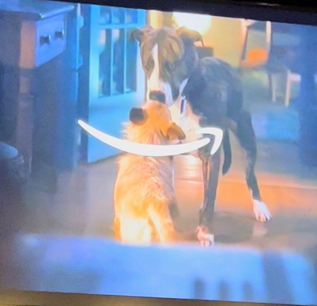 BREN, a Adoptable mixed breed in Media, PA image 2/5