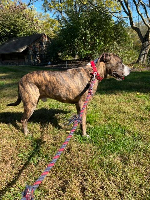 BREN, a Adoptable mixed breed in Media, PA image 3/5