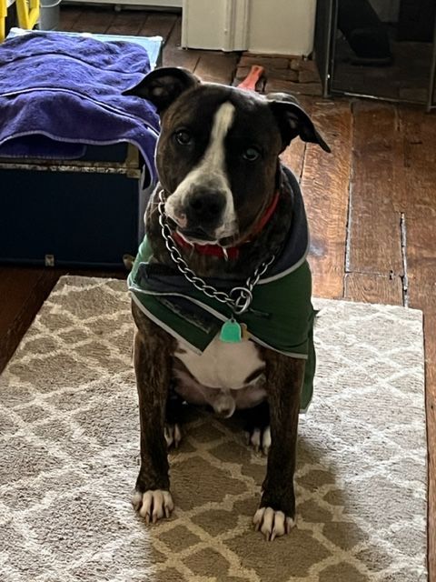 BREN, a Adoptable mixed breed in Media, PA image 4/5