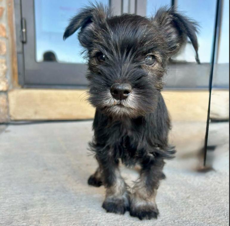 Enlarge Gene, an adopted mixed breed in Mead, CO image 1/1