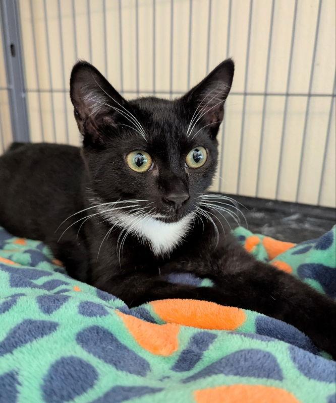 Enlarge Buttercream, a Adopted Tuxedo in Ocala, FL image 1/3