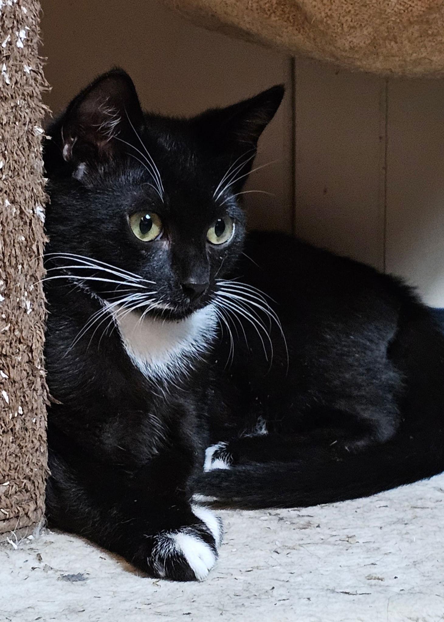 Enlarge Buttercream, a Adopted Tuxedo in Ocala, FL image 2/3