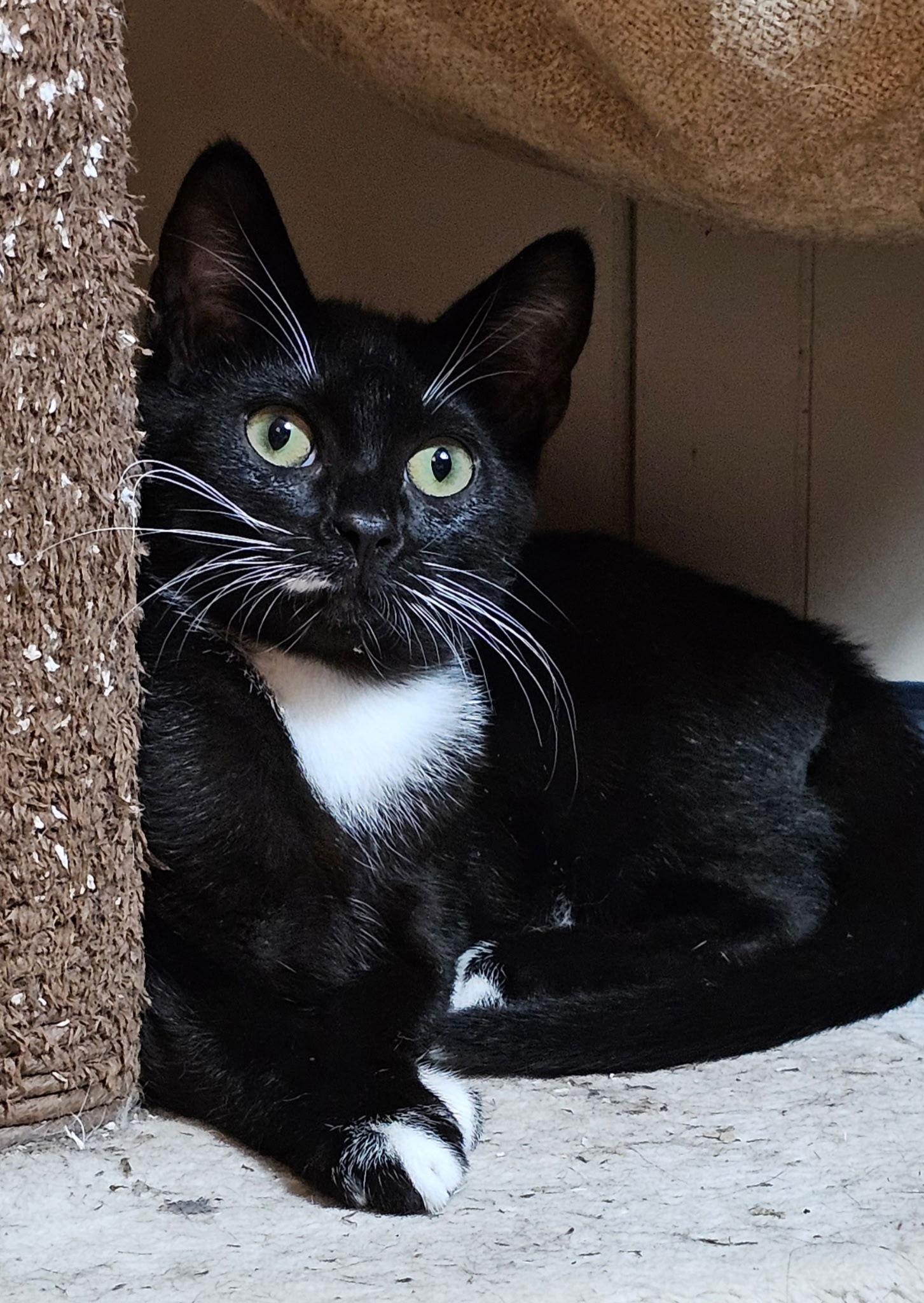 Enlarge Buttercream, a Adopted Tuxedo in Ocala, FL image 3/3