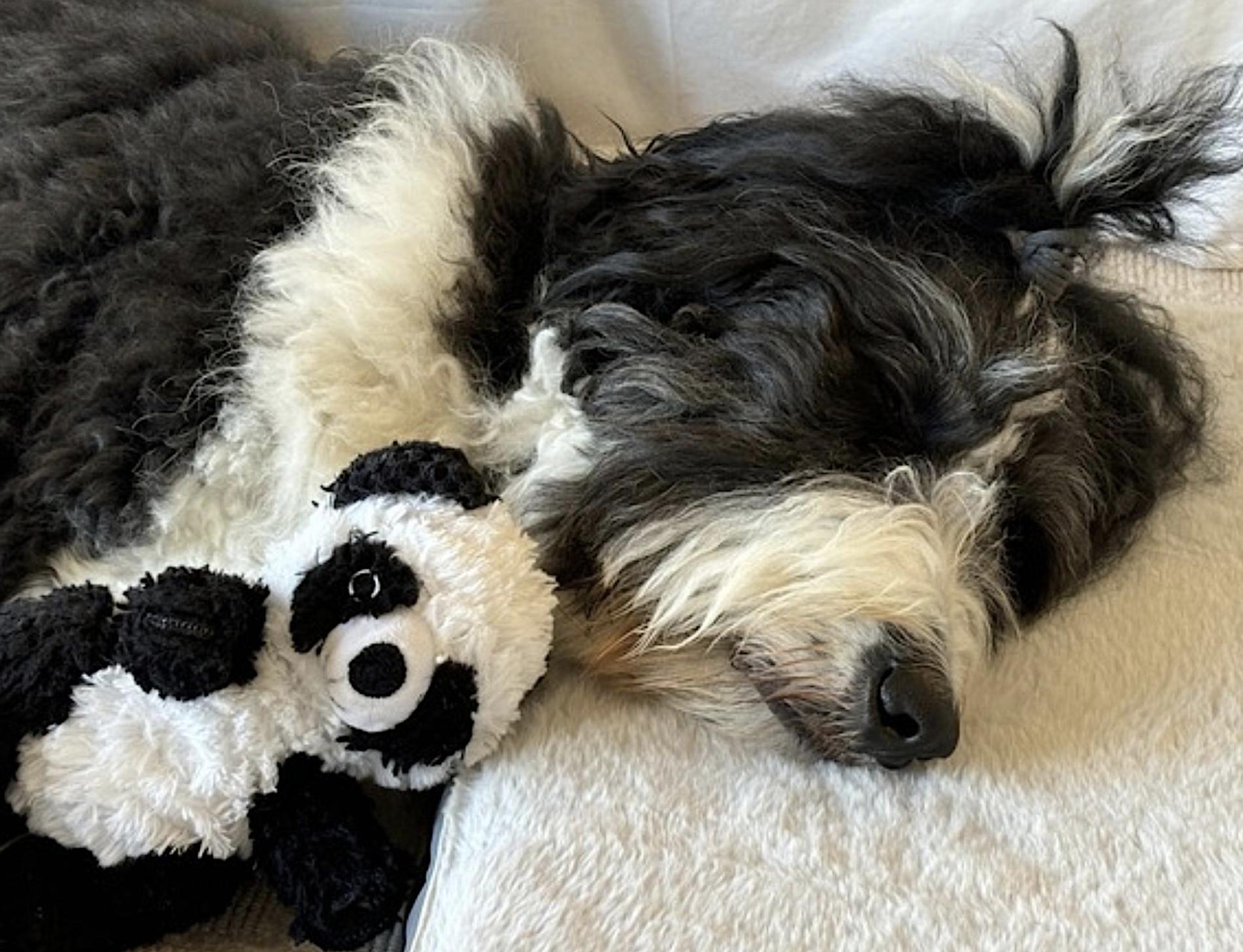 Spencer, an adoptable Bernedoodle in Weston, CT, 06883 | Photo Image 3
