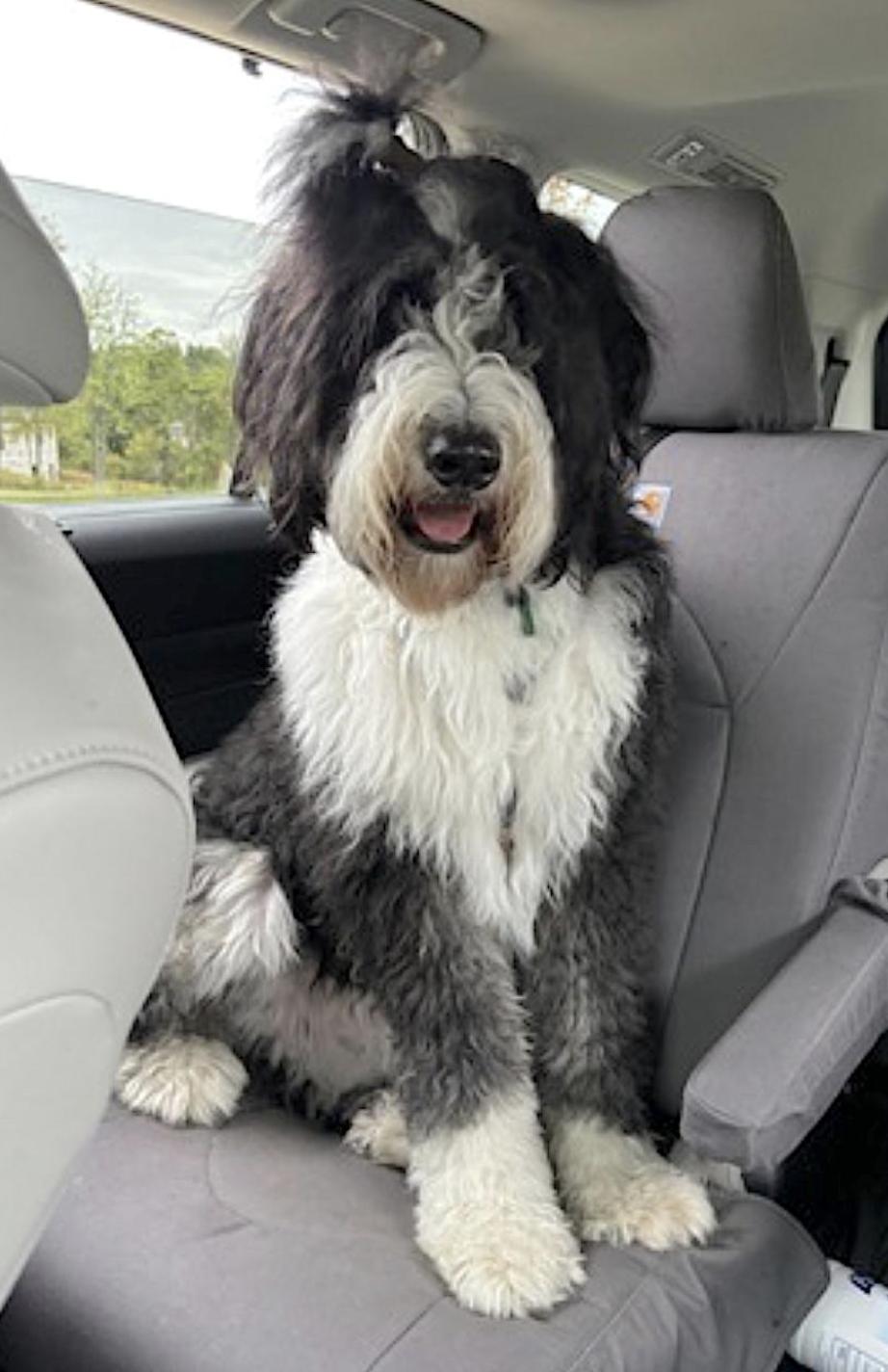 Spencer, an adoptable Bernedoodle in Weston, CT, 06883 | Photo Image 2