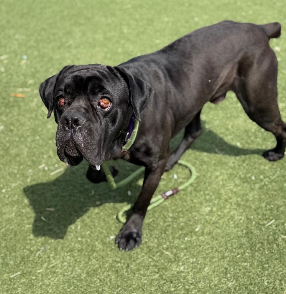 Enlarge Titan, a Adoptable Cane Corso in Columbia, IL image 1/4