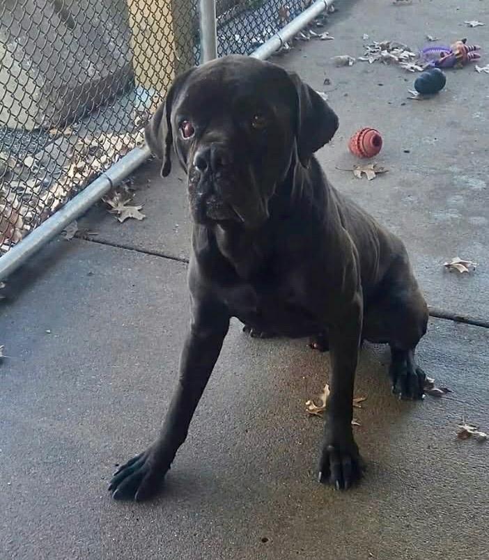Enlarge Titan, a Adoptable Cane Corso in Columbia, IL image 4/4