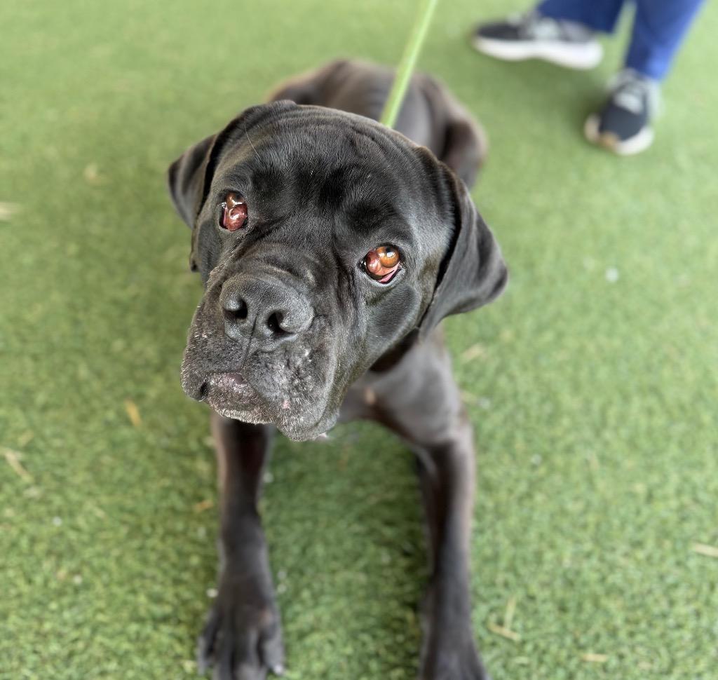 Enlarge Titan, a Adoptable Cane Corso in Columbia, IL image 2/4