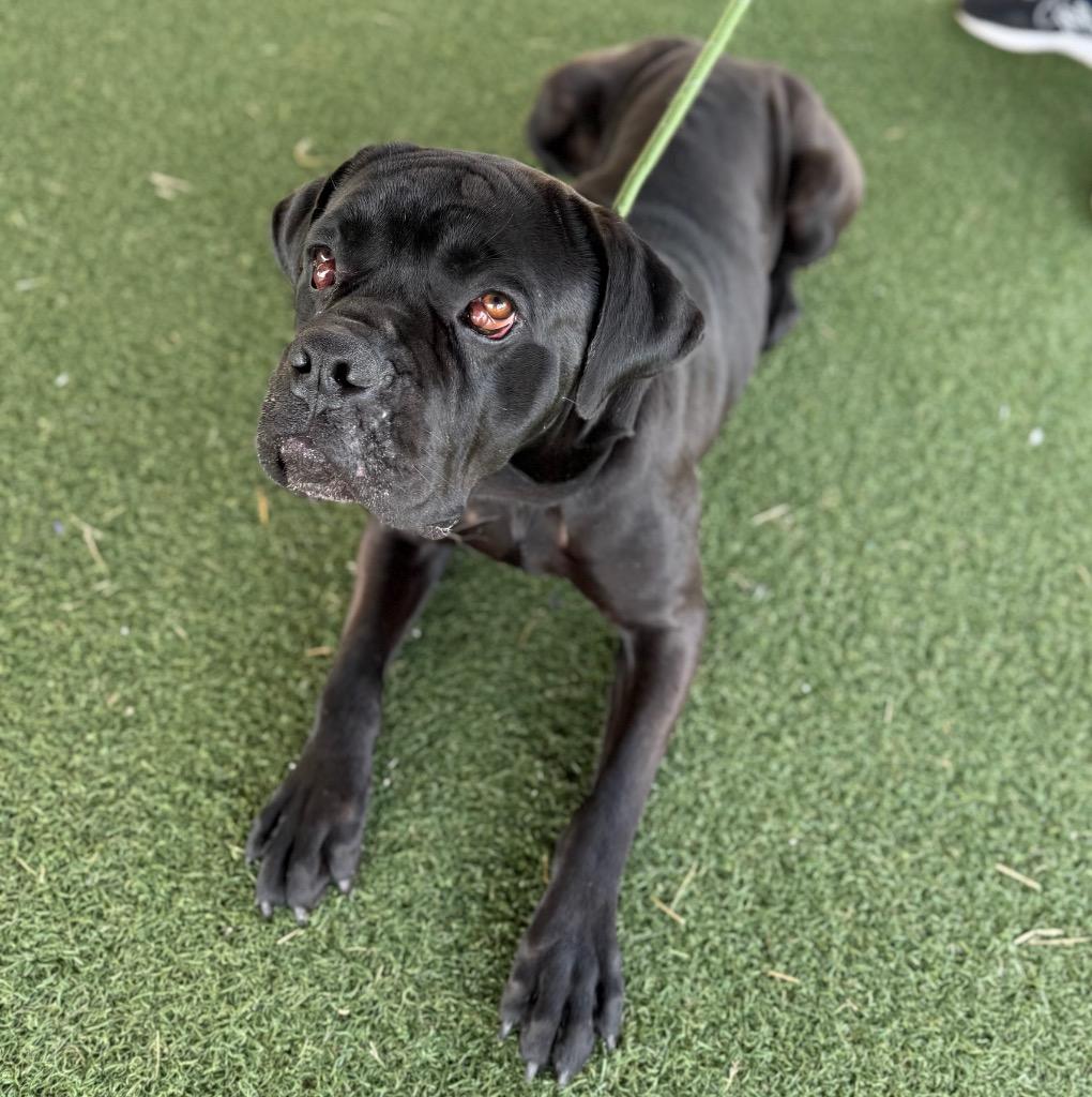 Enlarge Titan, a Adoptable Cane Corso in Columbia, IL image 3/4