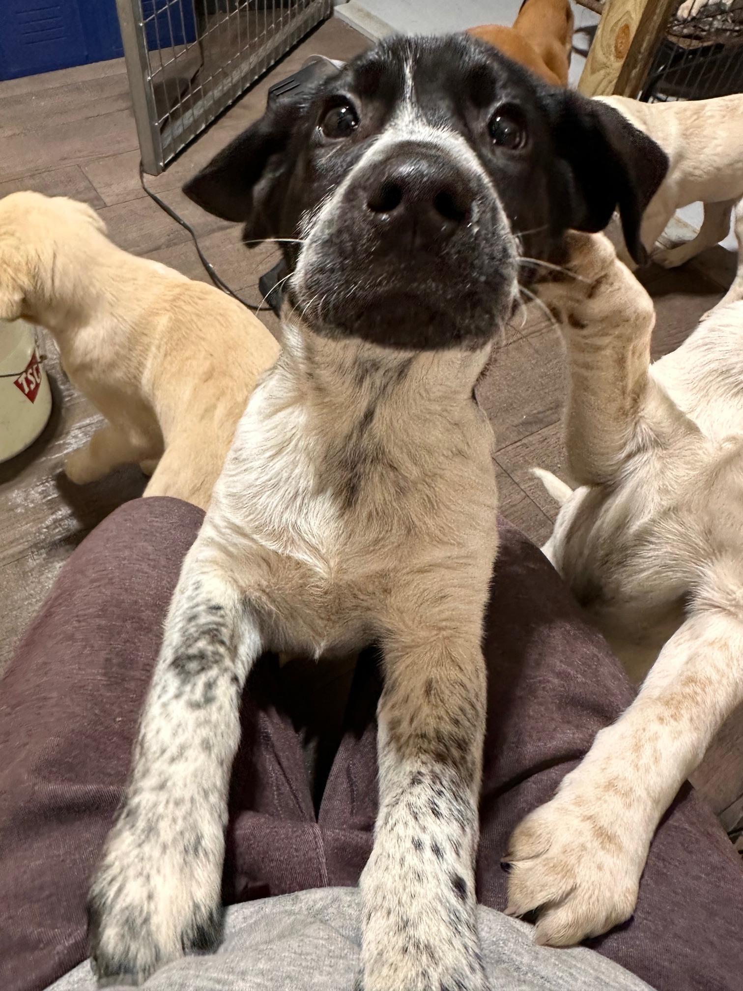 Shepard , an adopted mixed breed in Clarksville, VA image 5/5