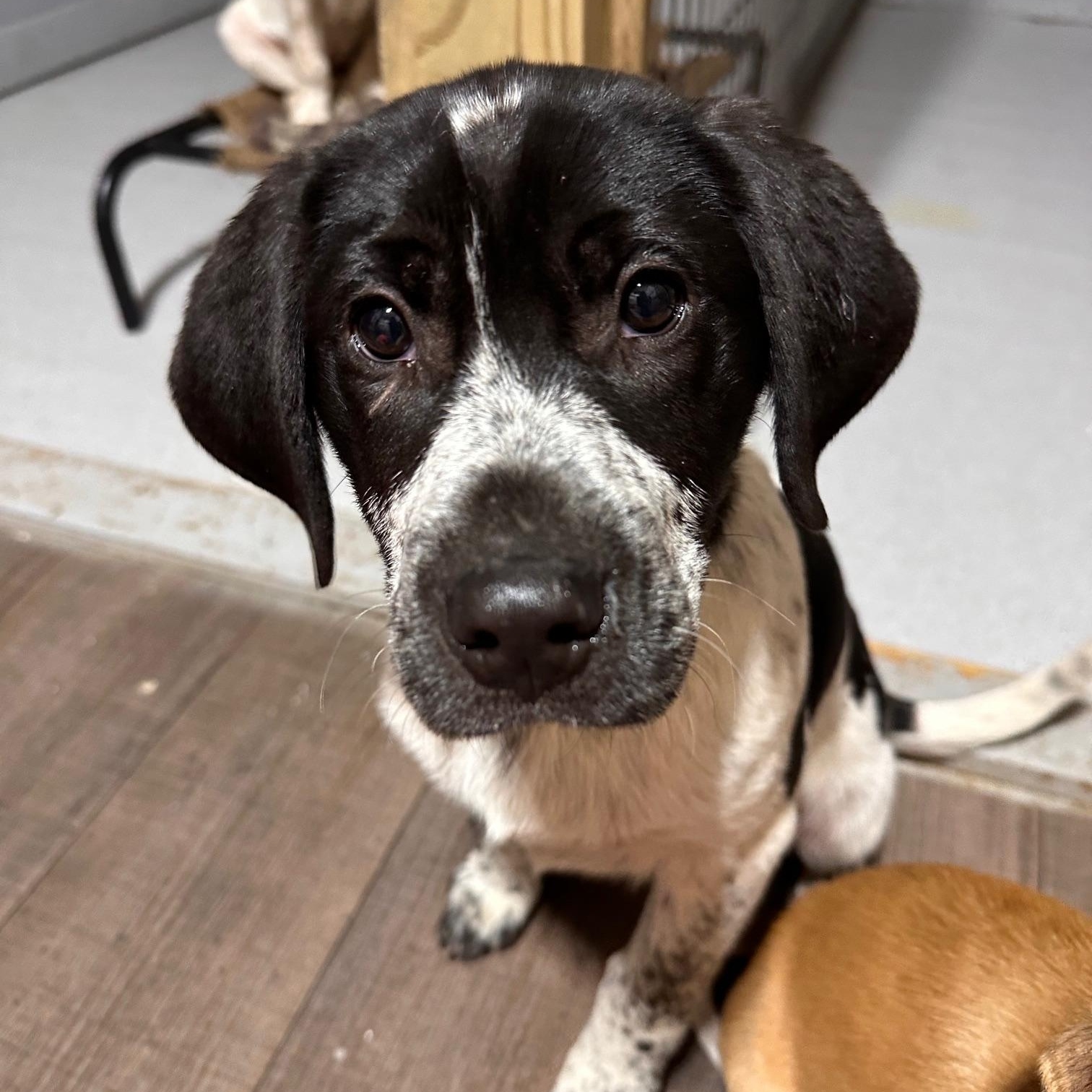 Shepard , adopted, Puppy Male Labrador Retriever & Australian Cattle Dog / Blue Heeler.
