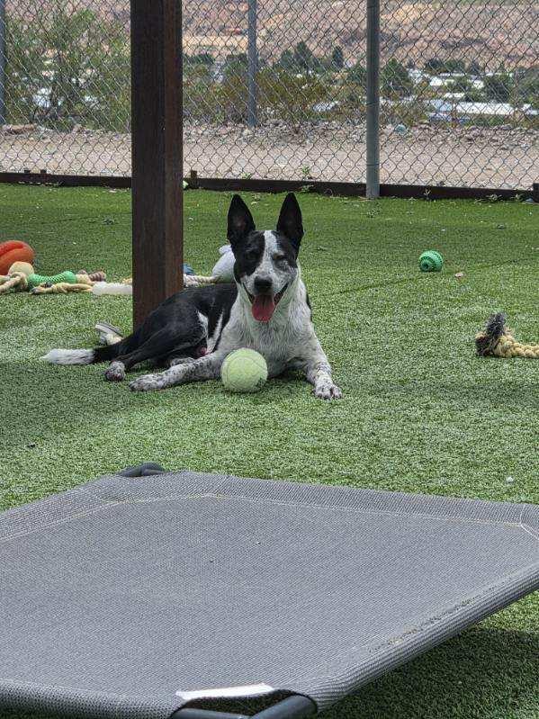 Parker, a ADOPTABLE mixed breed in Truth or Consequences , NM image 5/6