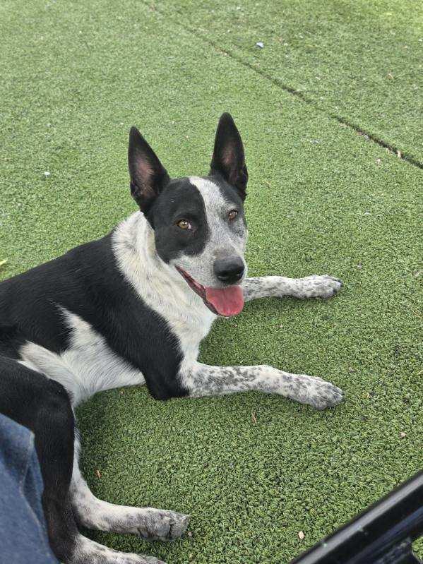 Parker, a ADOPTABLE mixed breed in Truth or Consequences , NM image 3/6