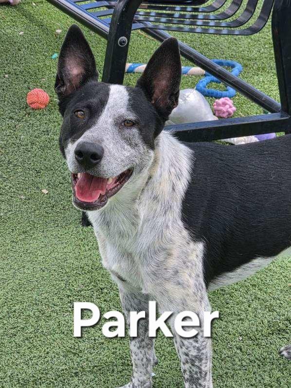 Parker, a ADOPTABLE mixed breed in Truth or Consequences , NM image 4/6