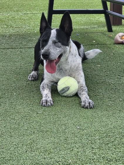 Parker, a ADOPTABLE mixed breed in Truth or Consequences , NM image 2/6