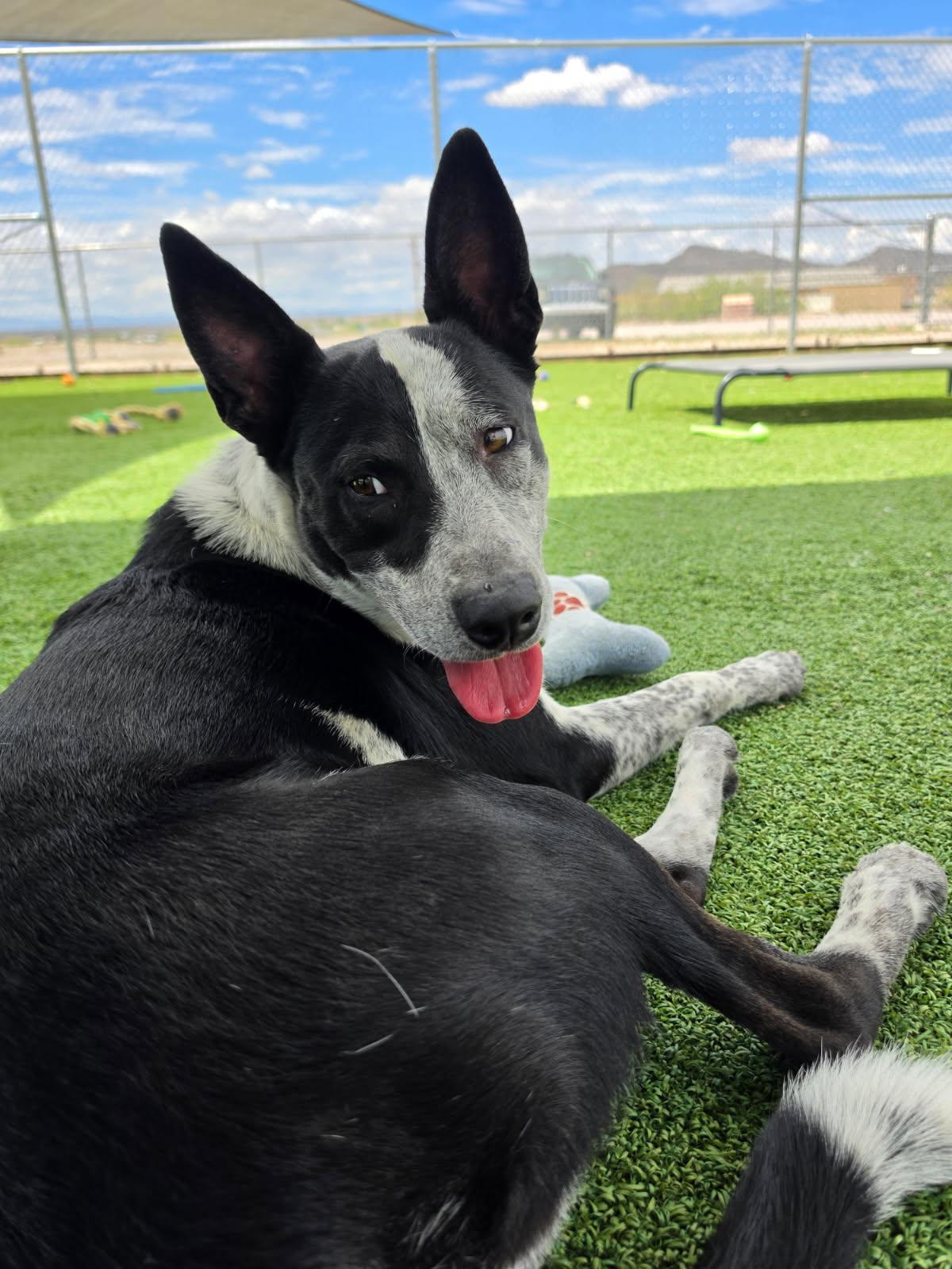 Parker, a ADOPTABLE mixed breed in Truth or Consequences , NM image 1/6