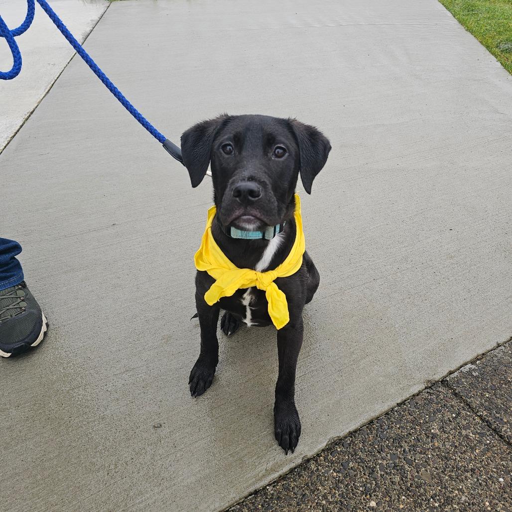 Cilantro "Ragnar", Adoptable, Young Male Pit Bull Terrier & Mixed Breed.