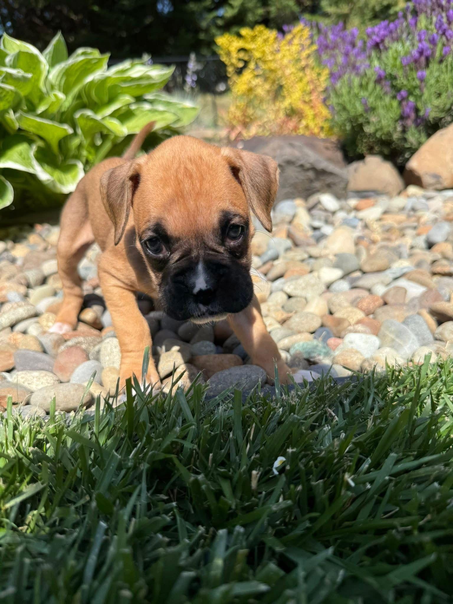 Phoenix, Adopted, Puppy Female Boxer.