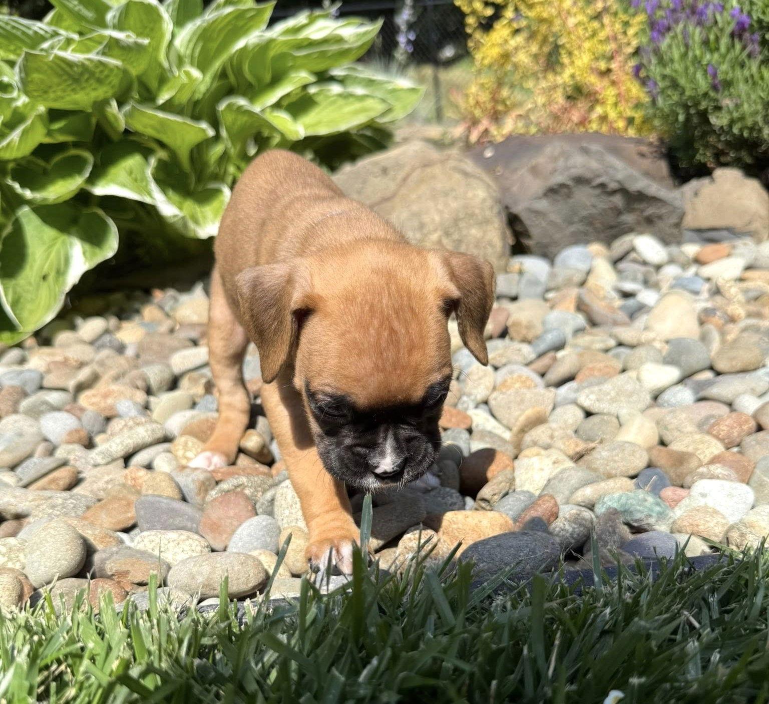 Phoenix, a Adopted Boxer in Stanwood, WA image 2/3