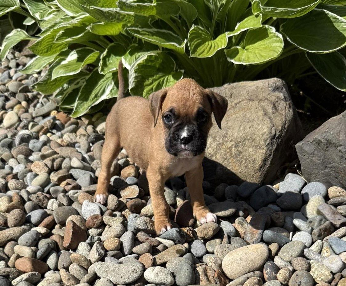 Phoenix, a Adopted Boxer in Stanwood, WA image 3/3