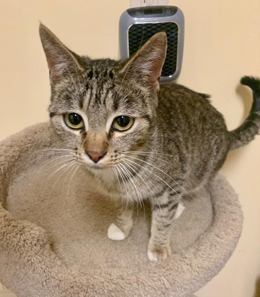 Jenny, Adoptable, Kitten Female Domestic Short Hair.