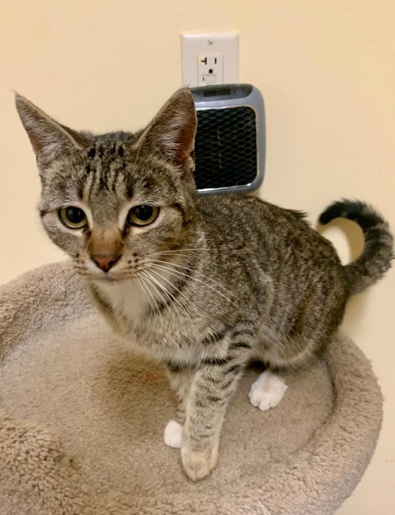Enlarge Jenny, a Adoptable mixed breed in Thayne, WY image 2/3