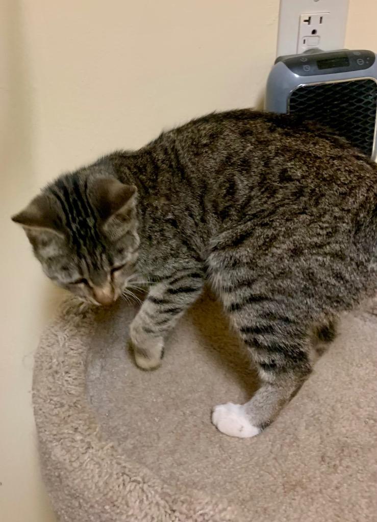 Enlarge Jenny, a Adoptable mixed breed in Thayne, WY image 3/3