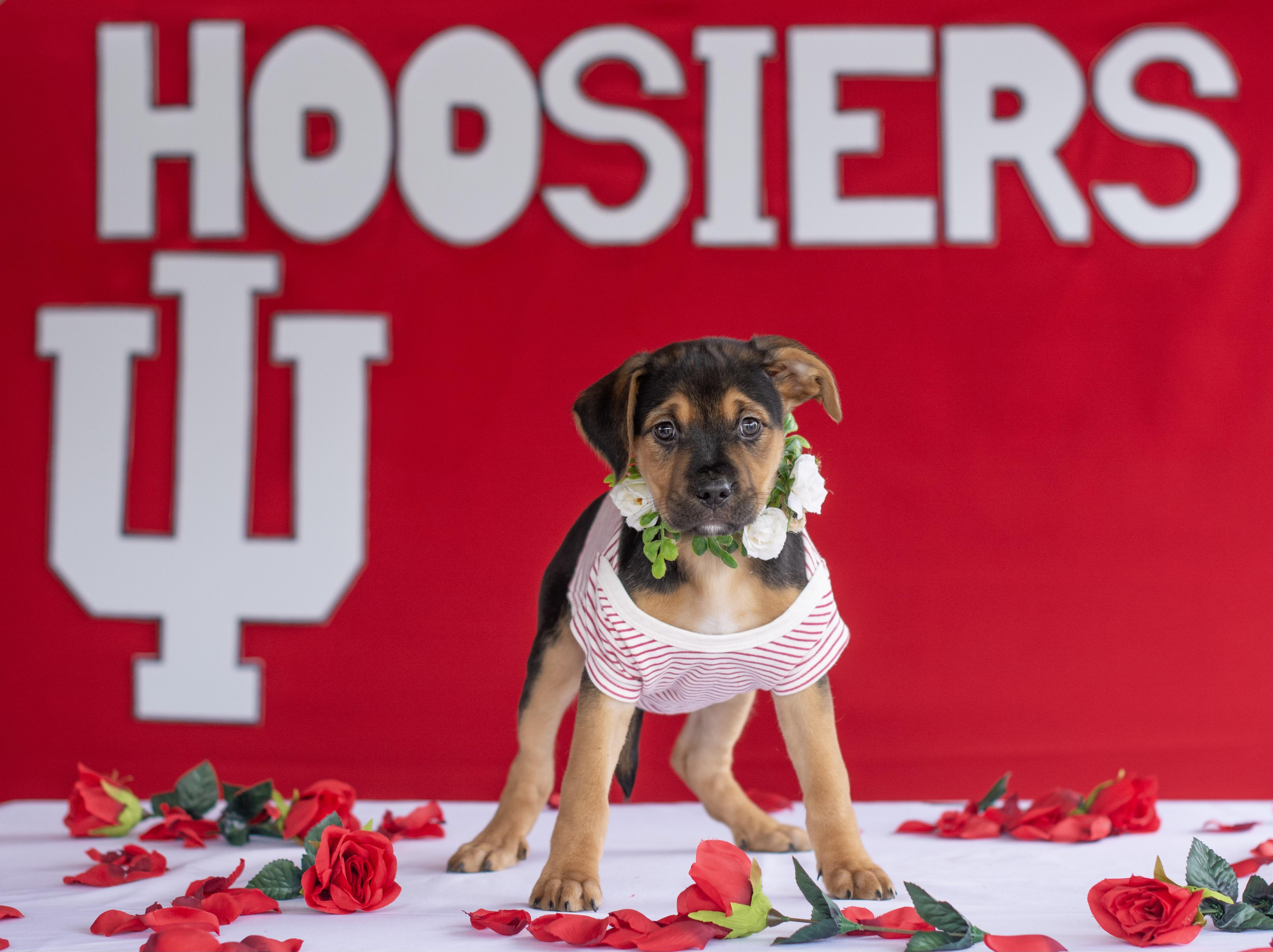 Enlarge Dolce, an adopted mixed breed in Indianapolis, IN image 1/1