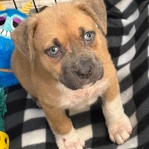 Stella, adopted, Puppy Female Boxer.