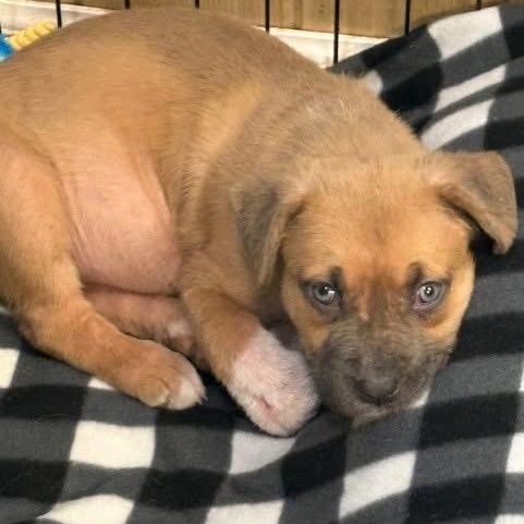 Enlarge Stella, an adopted mixed breed in Southaven , MS image 4/5