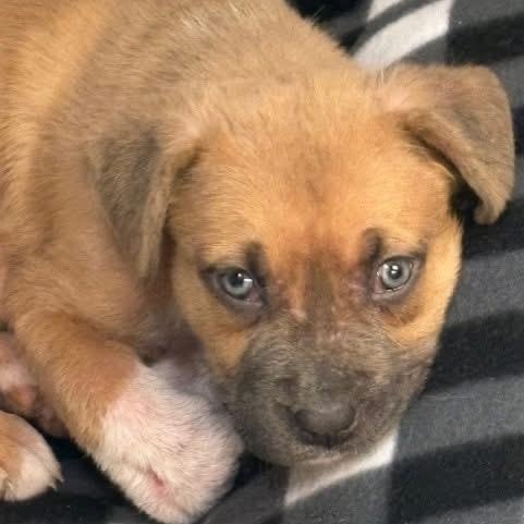 Enlarge Stella, an adopted mixed breed in Southaven , MS image 3/5