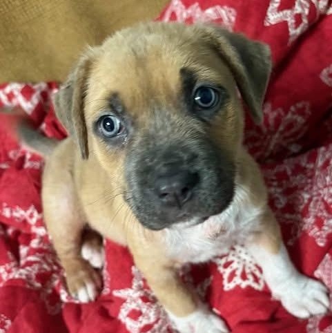 Enlarge Stella, an adopted mixed breed in Southaven , MS image 2/5