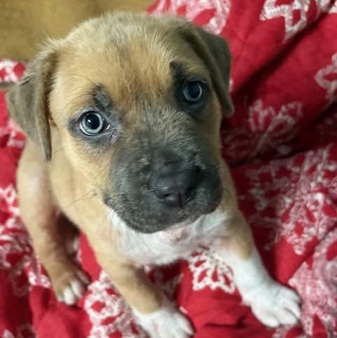 Enlarge Stella, an adopted mixed breed in Southaven , MS image 5/5