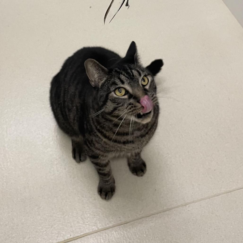 Squeak, Adoptable, Adult Male Domestic Short Hair.