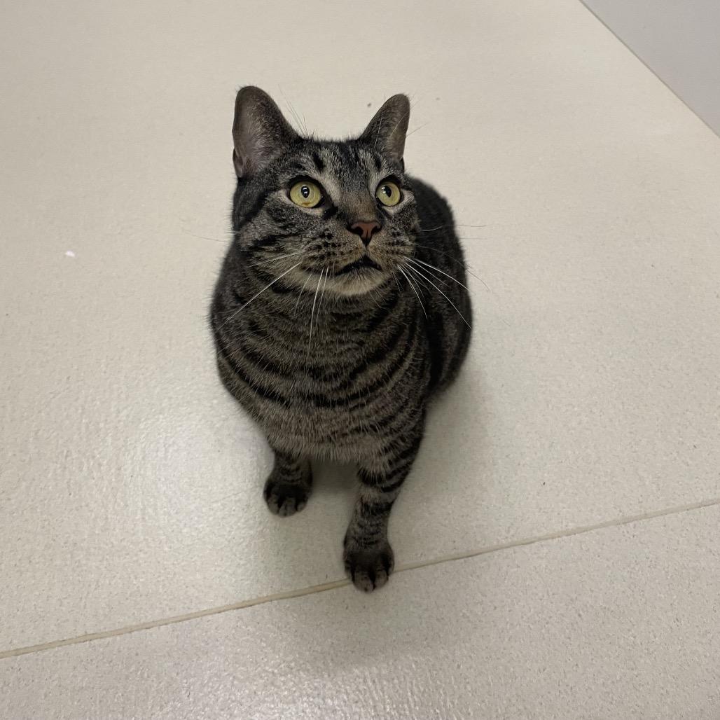 Enlarge Squeak, a Adoptable Domestic Short Hair in Warwick, RI image 2/6