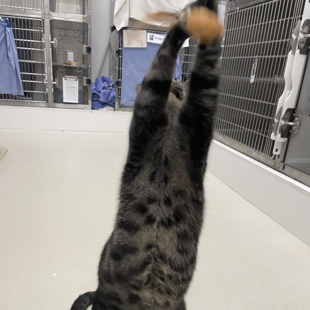 Enlarge Squeak, a Adoptable Domestic Short Hair in Warwick, RI image 3/6