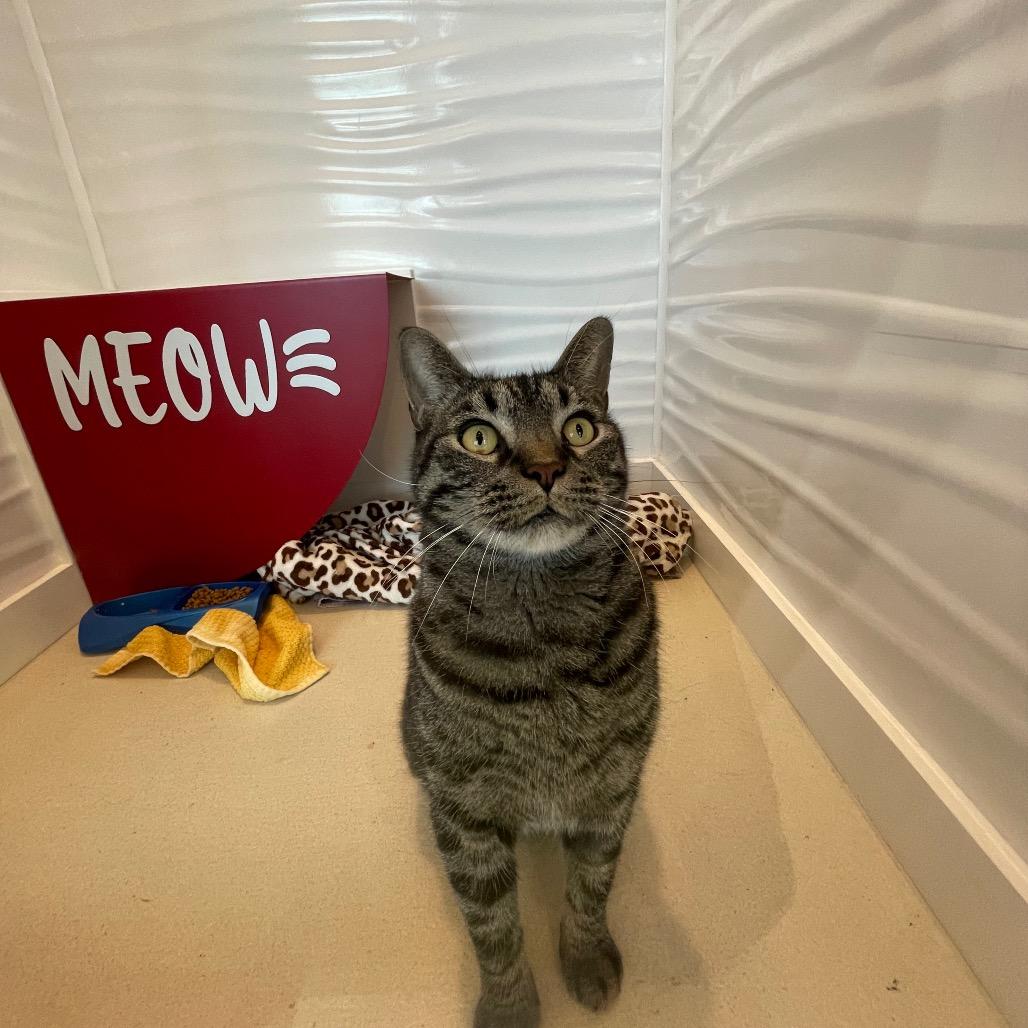 Enlarge Squeak, a Adoptable Domestic Short Hair in Warwick, RI image 4/6