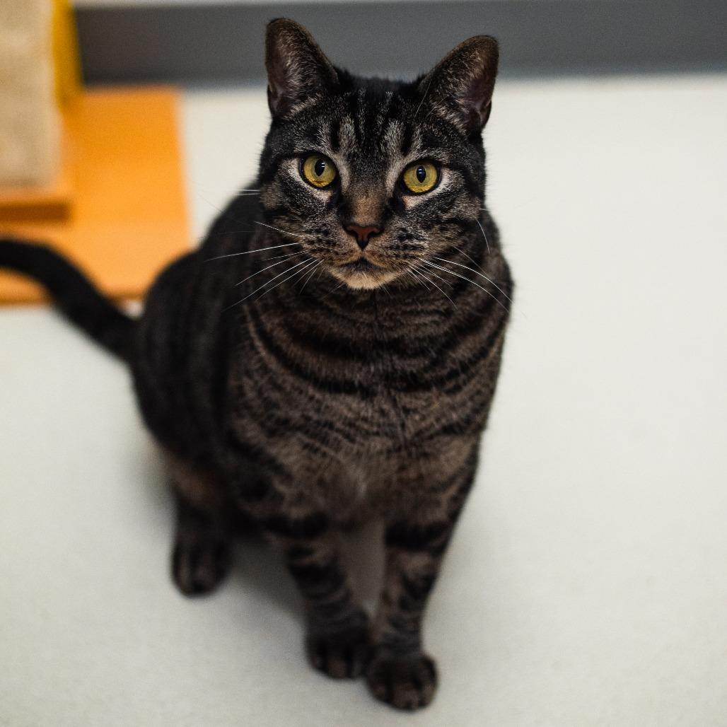 Enlarge Squeak, a Adoptable Domestic Short Hair in Warwick, RI image 5/6