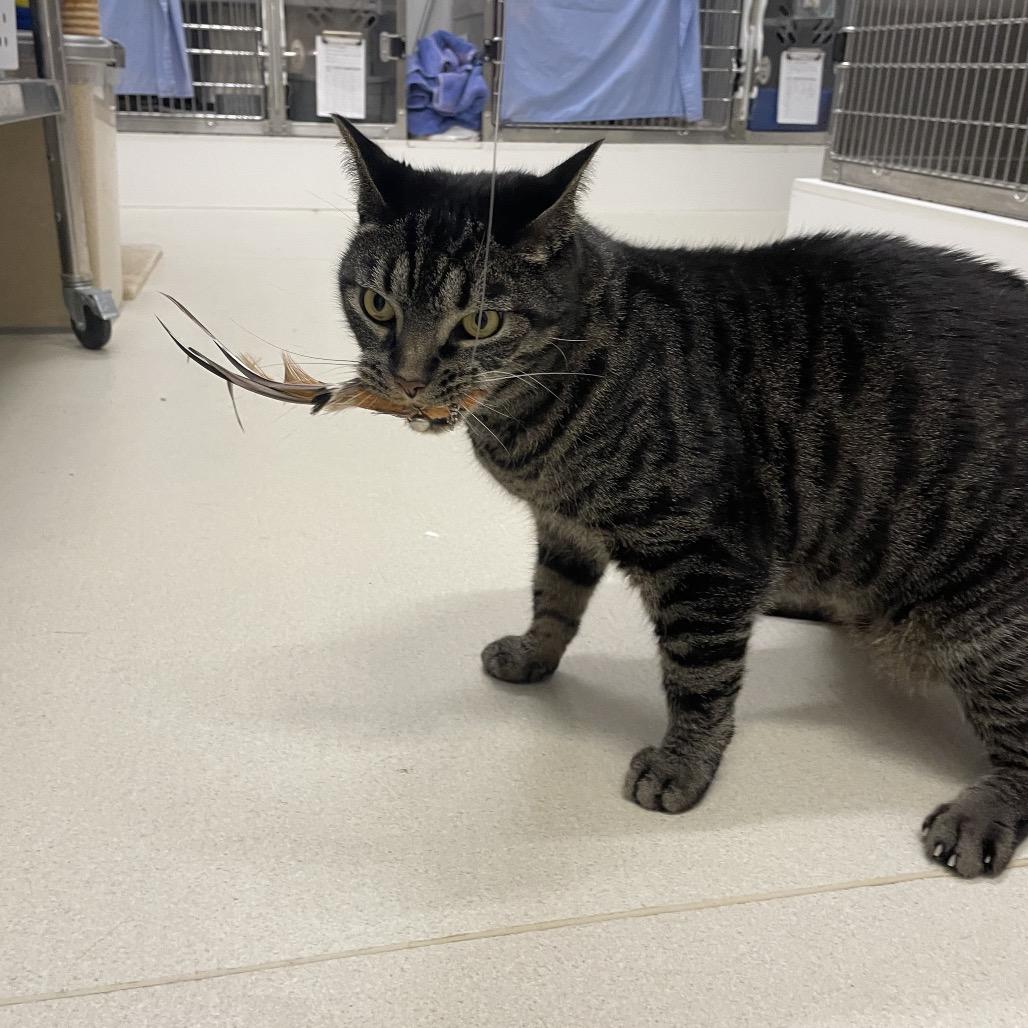 Enlarge Squeak, a Adoptable Domestic Short Hair in Warwick, RI image 6/6