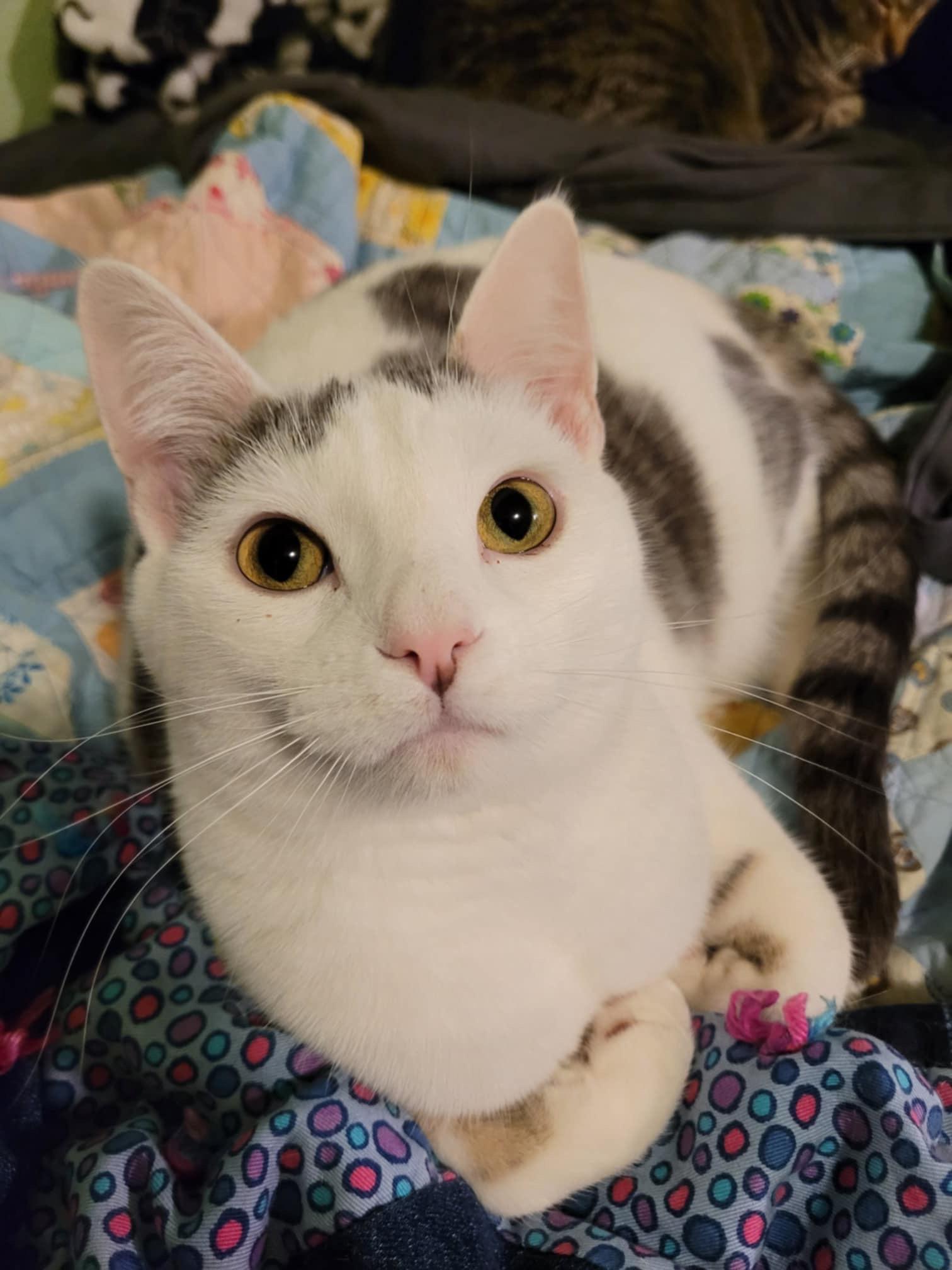 CUPID, a Adoptable mixed breed in Panora, IA image 3/4