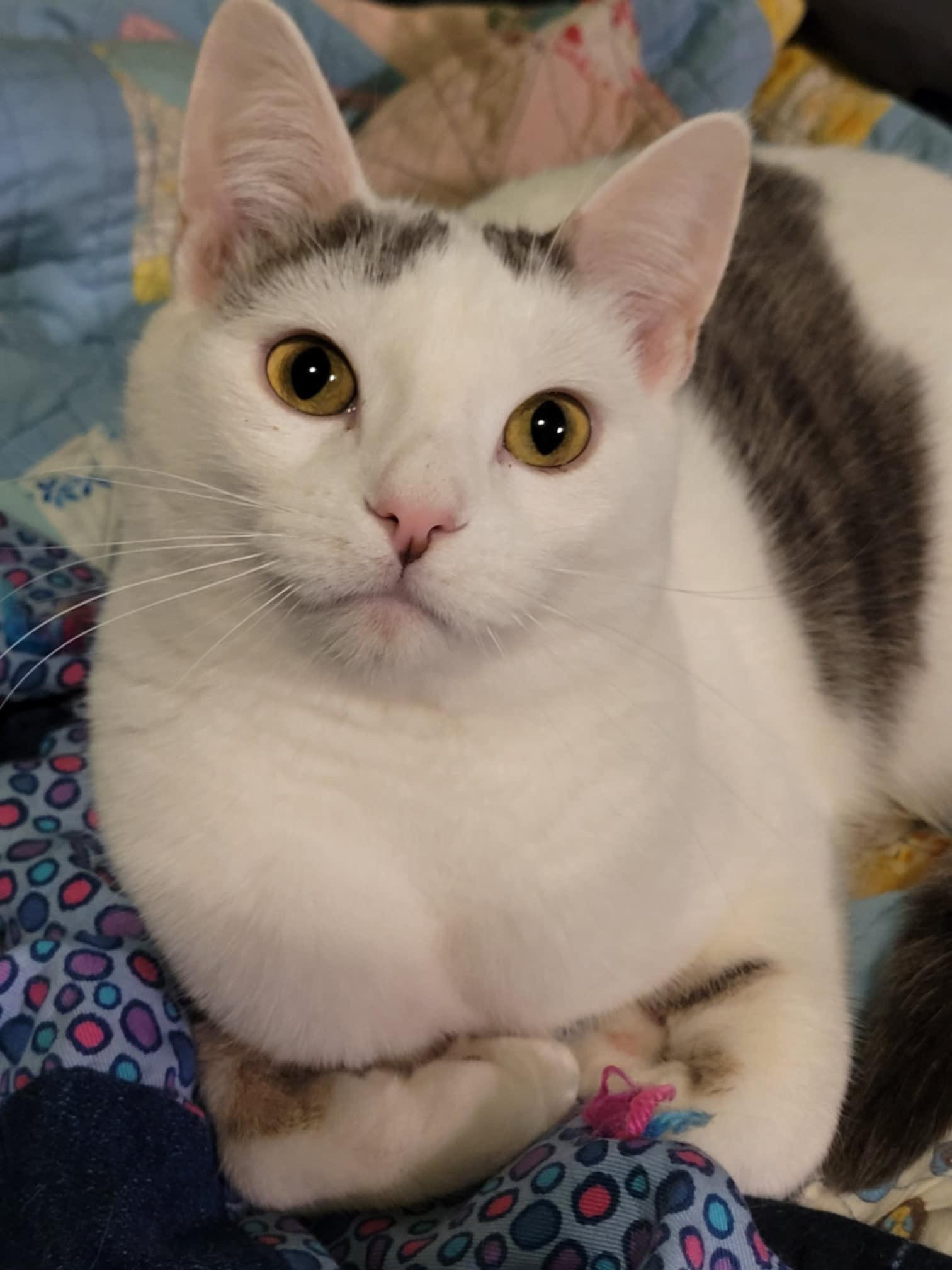 CUPID, a Adoptable mixed breed in Panora, IA image 1/4