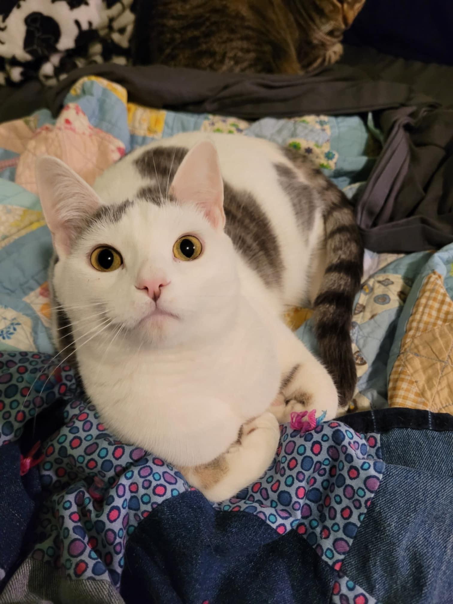 CUPID, a Adoptable mixed breed in Panora, IA image 2/4