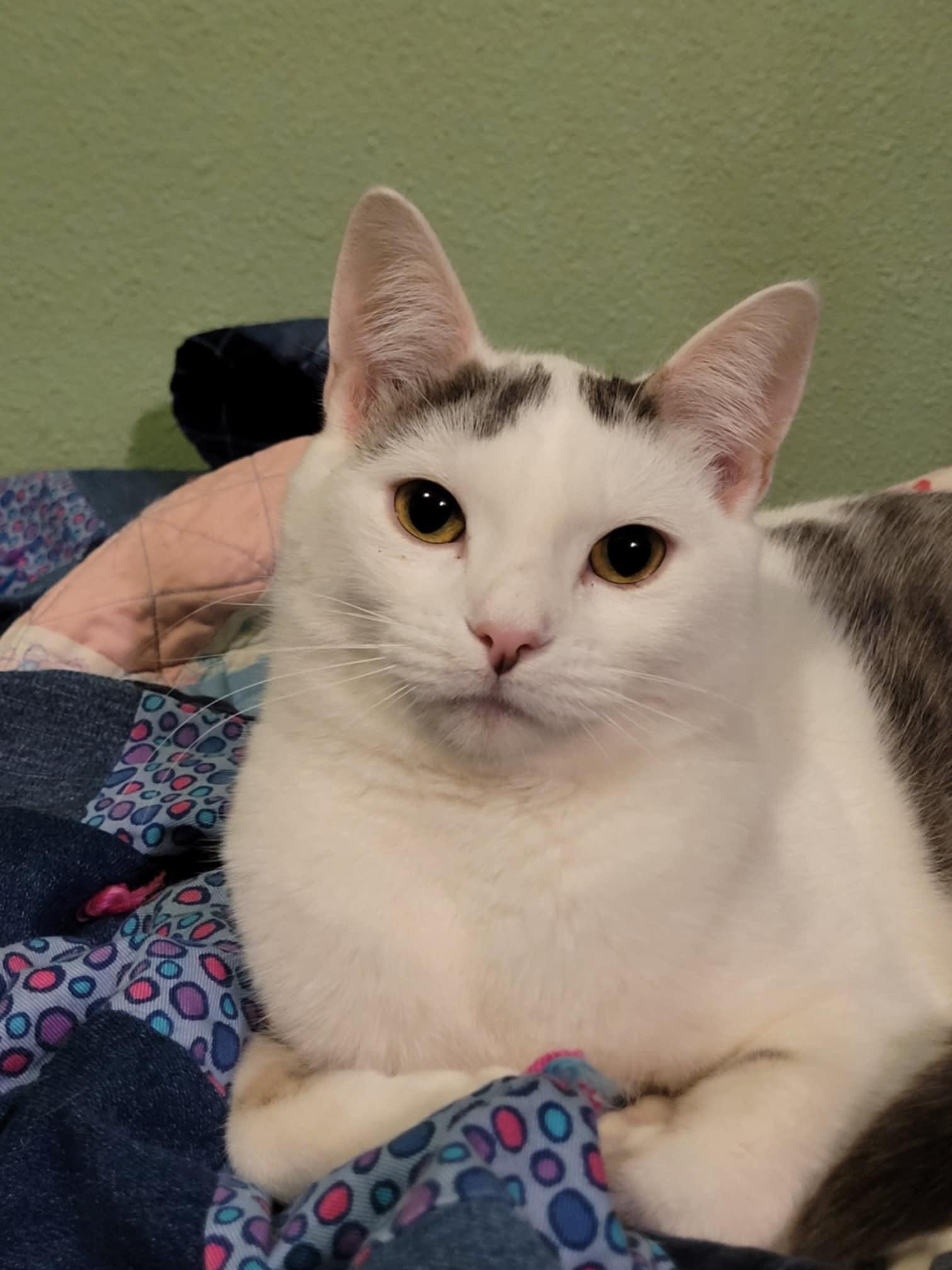 CUPID, a Adoptable mixed breed in Panora, IA image 4/4