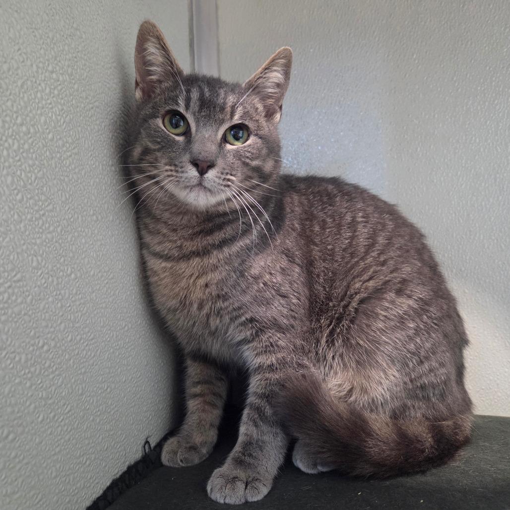 Sir Purralot, Adoptable, Young Male Domestic Short Hair.