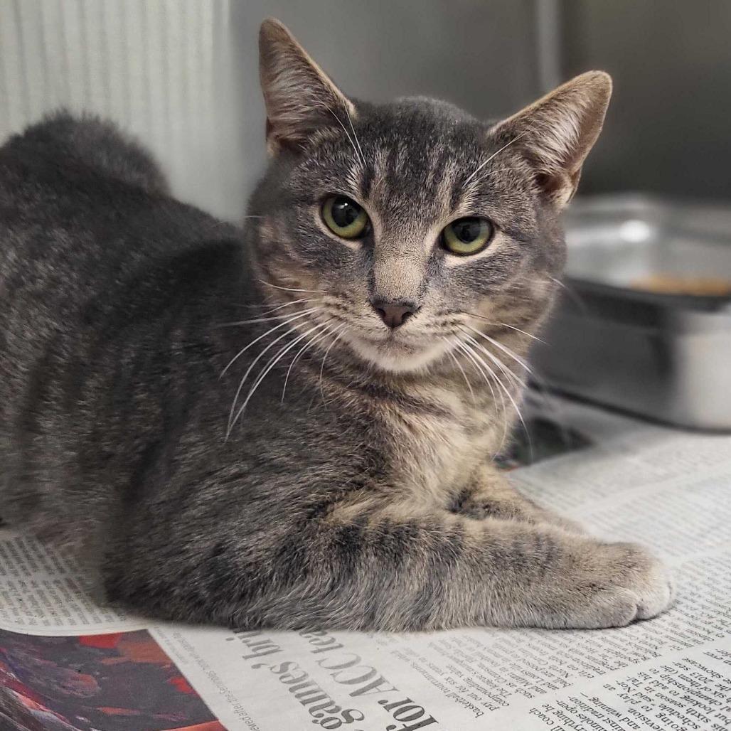 Enlarge Sir Purralot, a Adoptable Domestic Short Hair in Chattanooga, TN image 2/3