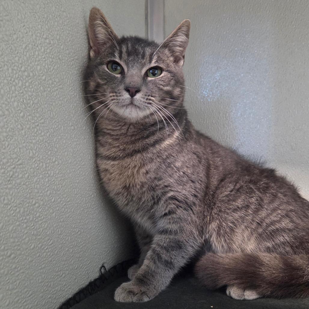 Enlarge Sir Purralot, a Adoptable Domestic Short Hair in Chattanooga, TN image 3/3