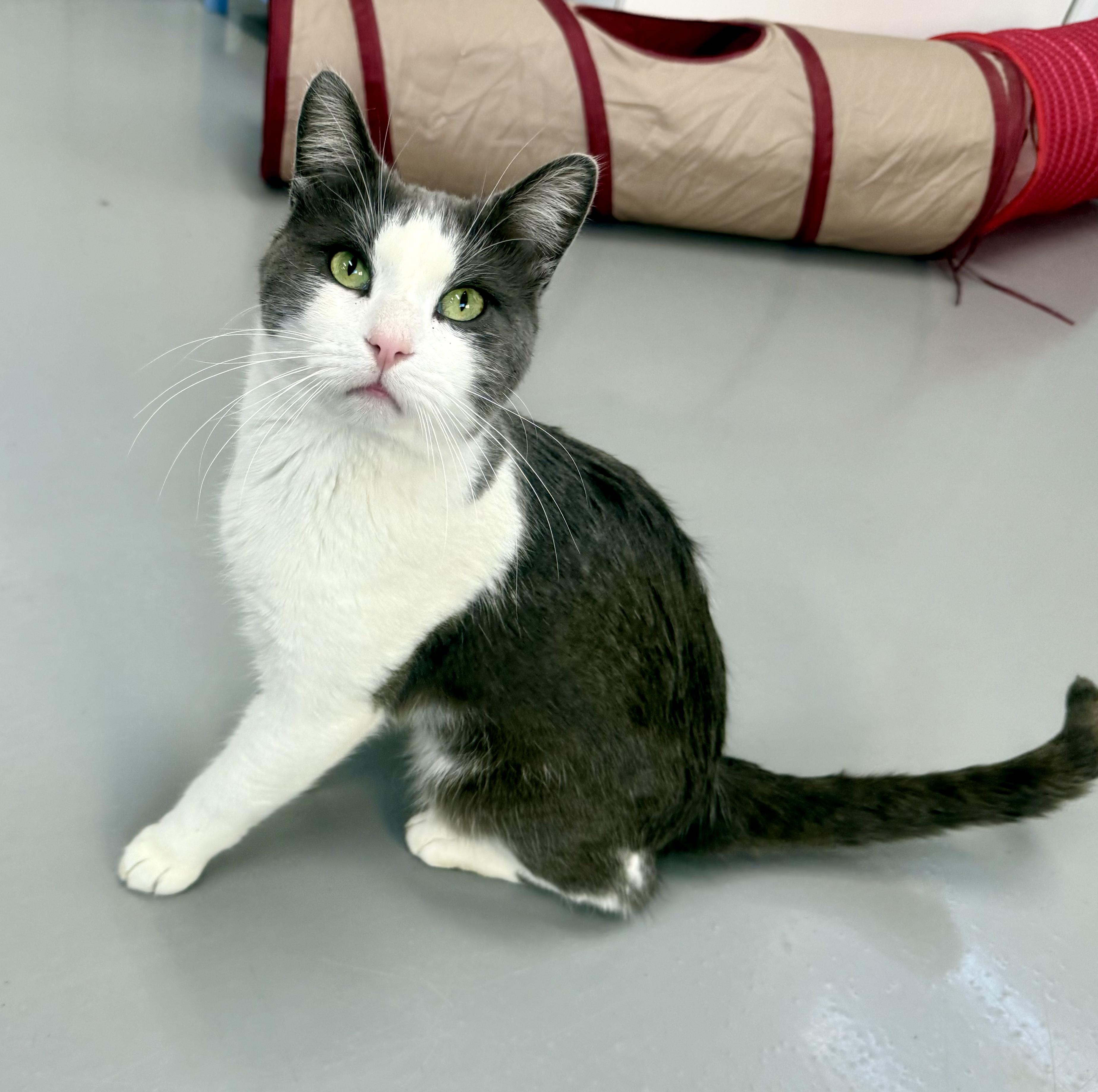 Grey, a Adoptable American Shorthair in Big Rapids, MI image 1/2